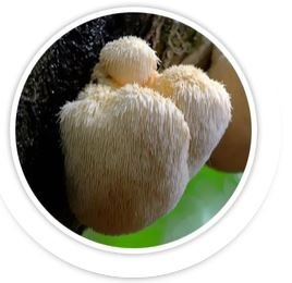 Lion’s Mane