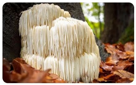 Lion's Mane