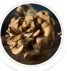 Maitake Mushroom