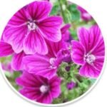 Mallow flower