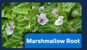 MarshMallow Root