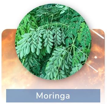Moringa