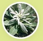 Mullein Extract