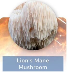 Mushroom