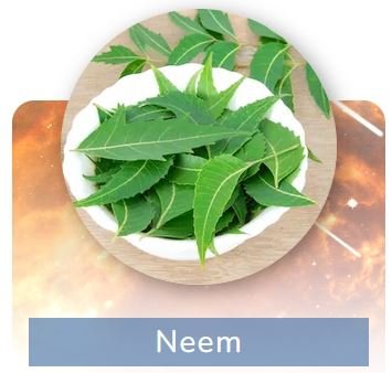 Neem