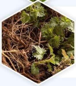 Nettle Root