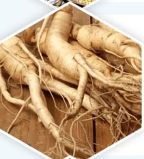 Panax Ginseng