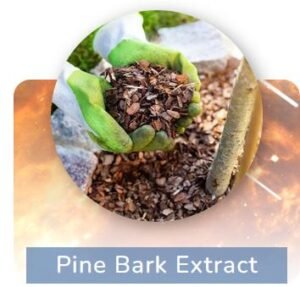 Pine Bark