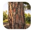 Pine Bark Extract