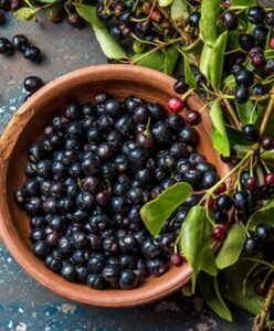 Premium Maqui Berry Extract 
