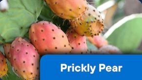 Prickly Pear