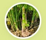 Quercetin Dihydrate Extract