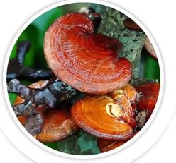 Reishi Mushroom