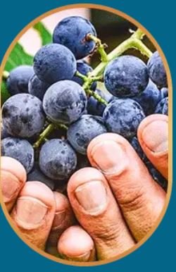Resveratrol