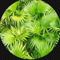 Saw Palmetto