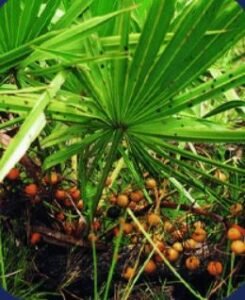 Saw Palmetto