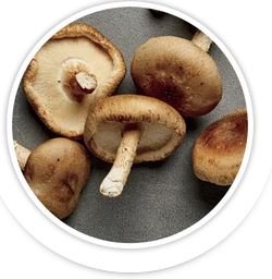 Shiitake Mushroom