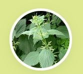 Stinging Nettle Extract