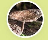 Tiger Milk Mushroom