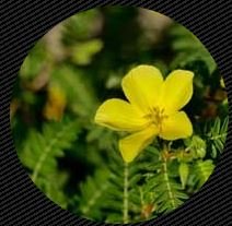 Tribulus