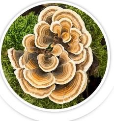 Turkey Tail