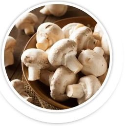 White Button Mushroom