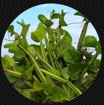 Winged Treebine