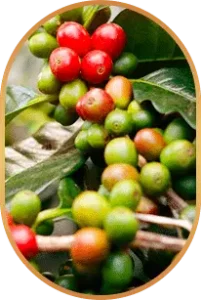 chlorogenic Acid