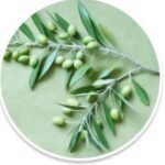 Elaion tree leaf extract