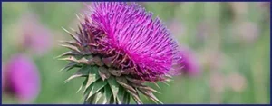 milk thistle