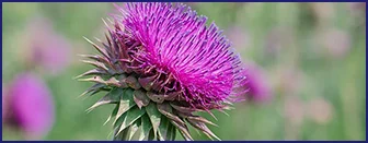 milk thistle