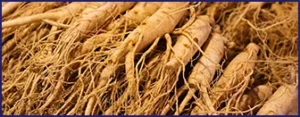 panax ginseng