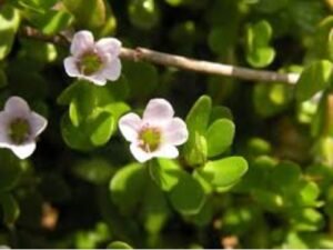 Bacopa Monnieri