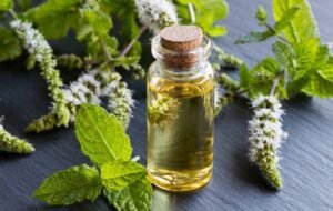 Peppermint Essential Oil